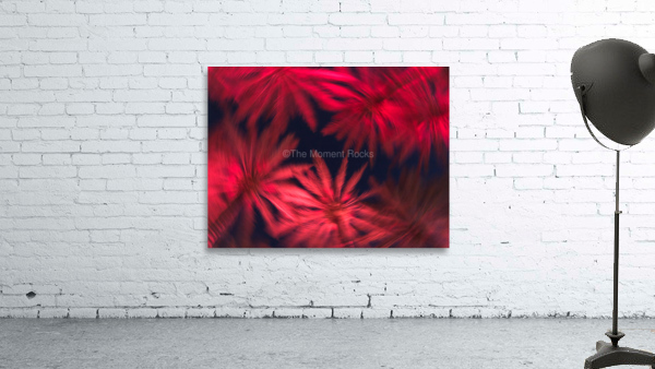 Electric Palm - Red Spin Wall Preview