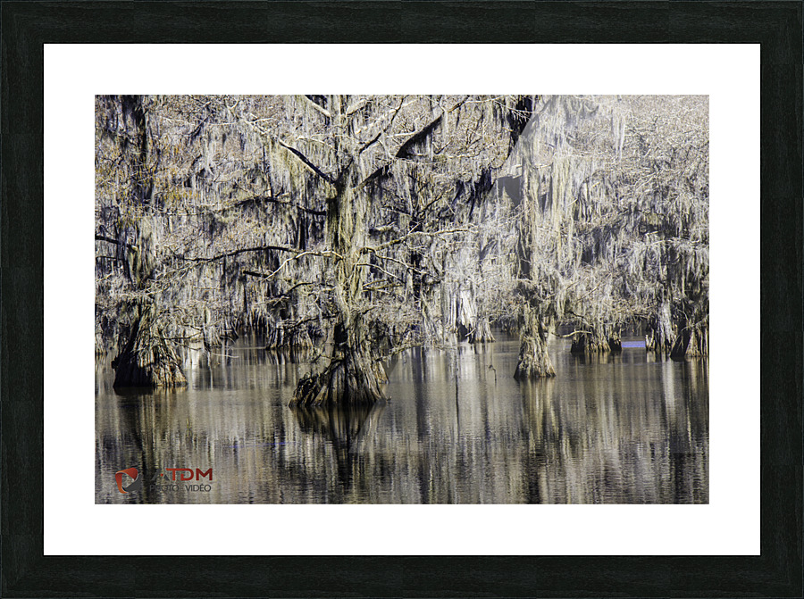 Caddo Lake Picture Frame print