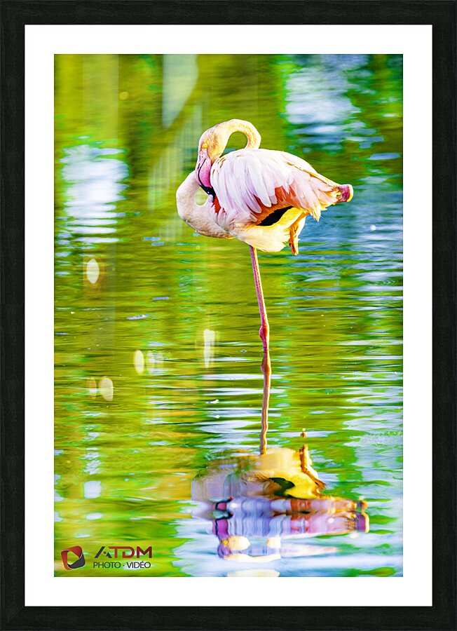 flamant Picture Frame print