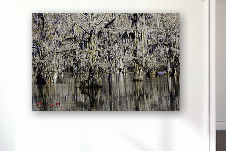 Caddo Lake by atdm ca