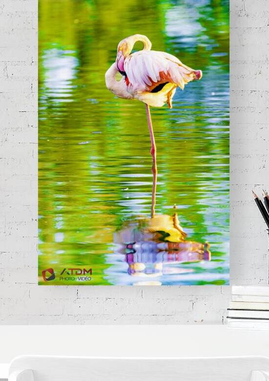 flamant by atdm ca