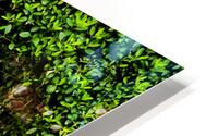 Tete a hais HD Metal print