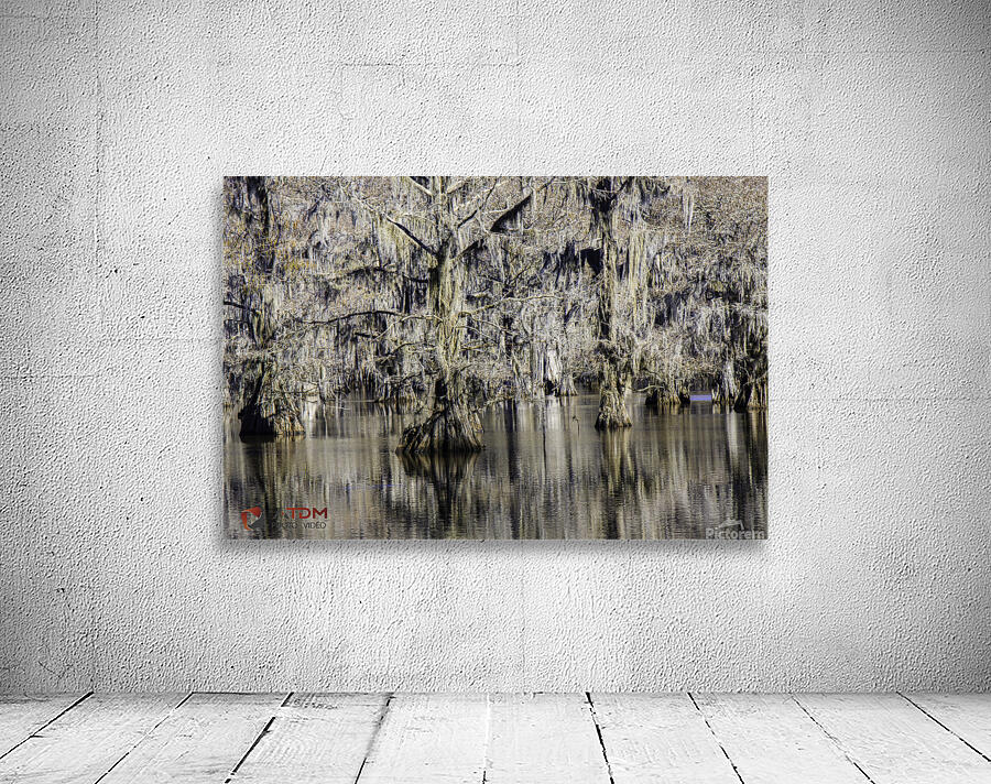 Caddo Lake Wall Preview