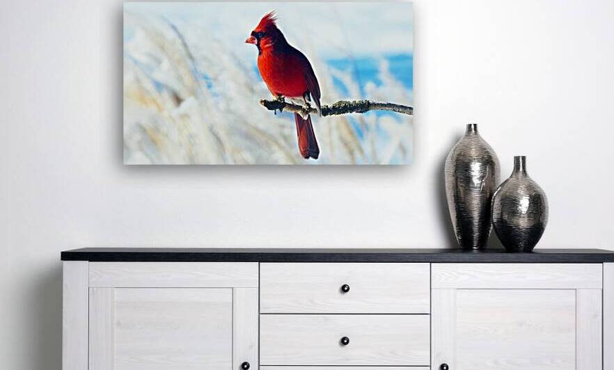 Monsieur Cardinal by Roger St Jean Jr Photos