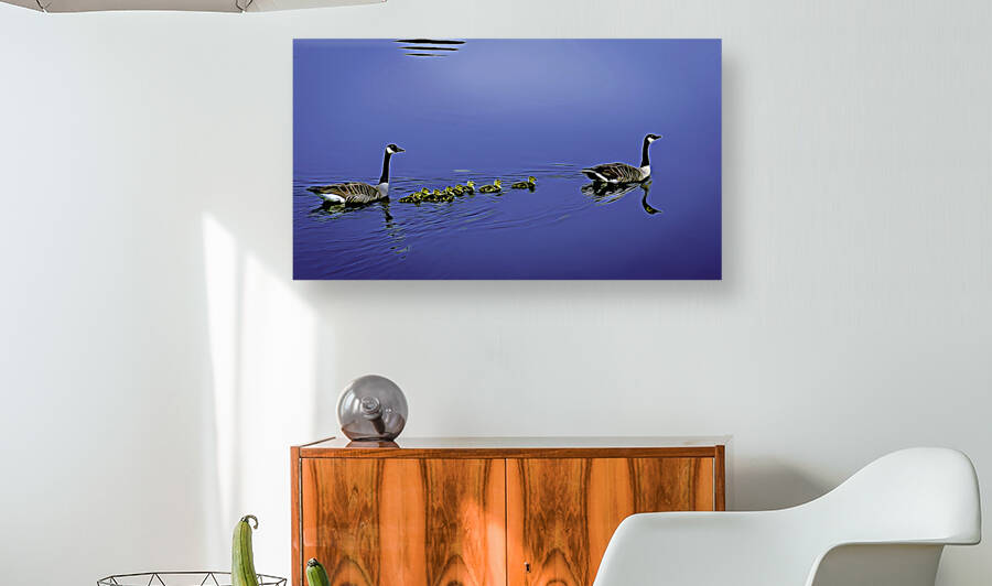 Projet 2 - Famille dOutardes sur lac bleu. by Roger St Jean Jr Photos