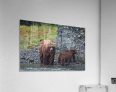 IMG_2868 Acrylic Print