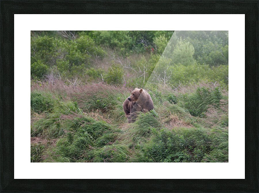 IMG_1552 Picture Frame print