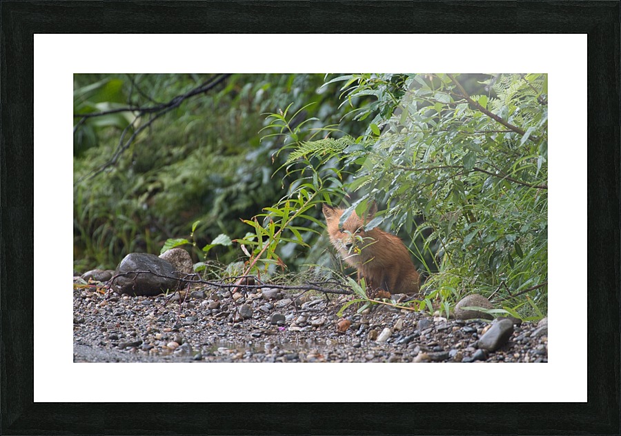 _MG_7227 Picture Frame print