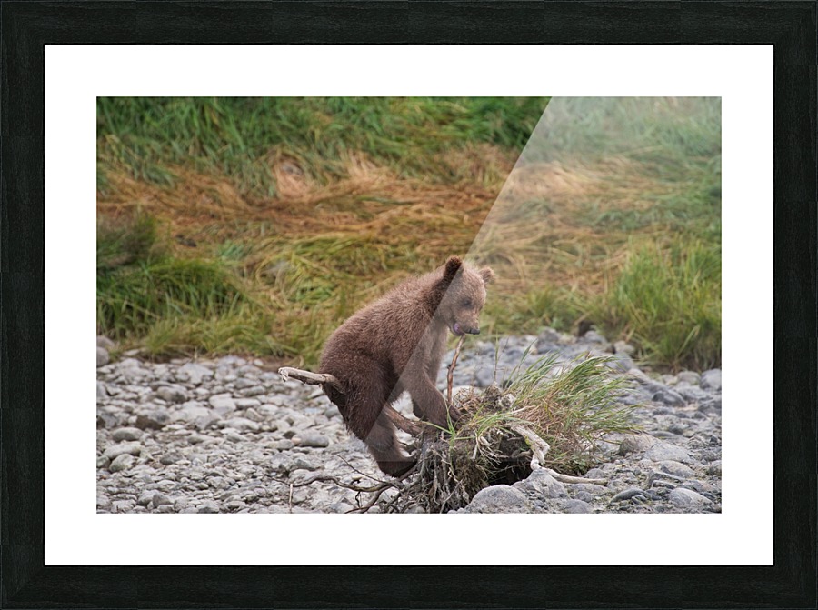 IMG_3287 Picture Frame print