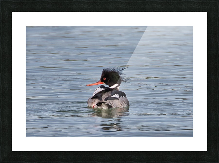 _MG_6184 Picture Frame print