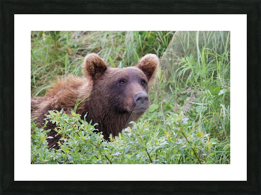 IMG_1470 Picture Frame print