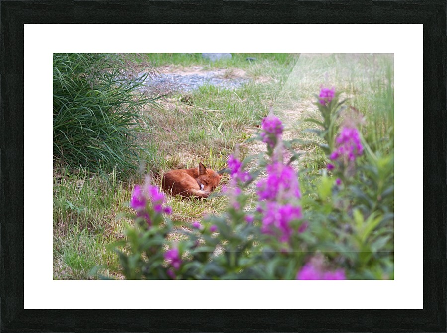 Fox2 Picture Frame print
