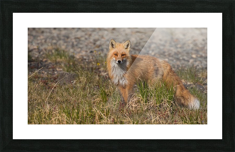 _MG_6170.1 Picture Frame print