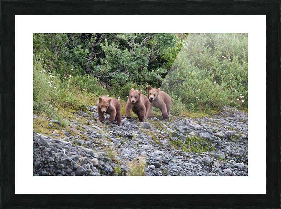 IMG_1067 Picture Frame print