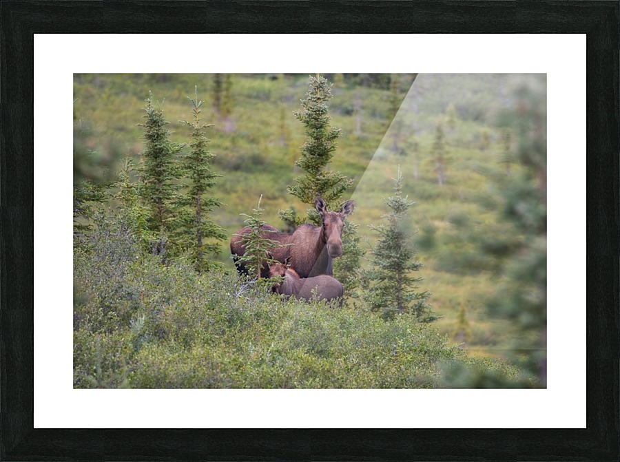 _MG_7146 Picture Frame print