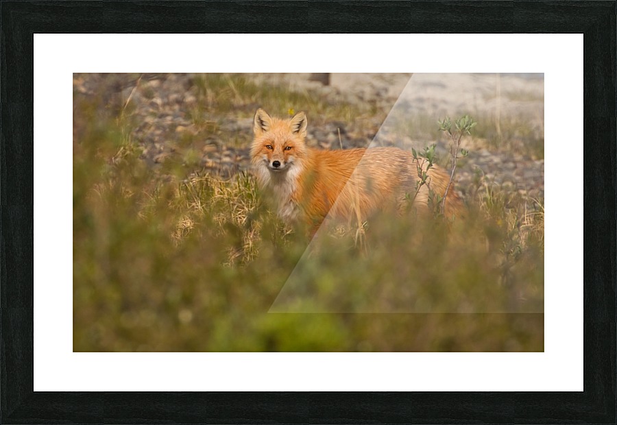 _MG_6163 Picture Frame print