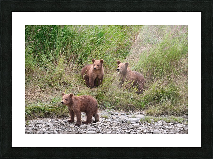 IMG_2163 Picture Frame print