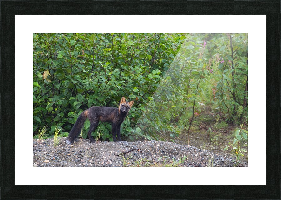 _MG_7219 Picture Frame print