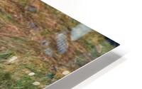 IMG_2838 HD Metal print