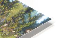 IMG_5833 HD Metal print
