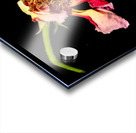 rose Acrylic print