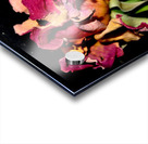 rose Acrylic print