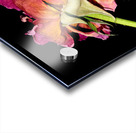 rose Acrylic print