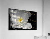 tulipe  Acrylic Print