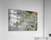 drops Acrylic Print