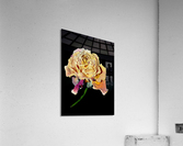 rose Acrylic Print