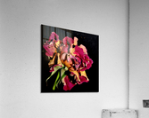 rose Acrylic Print