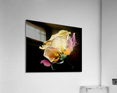 rose Acrylic Print