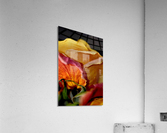 rose Acrylic Print