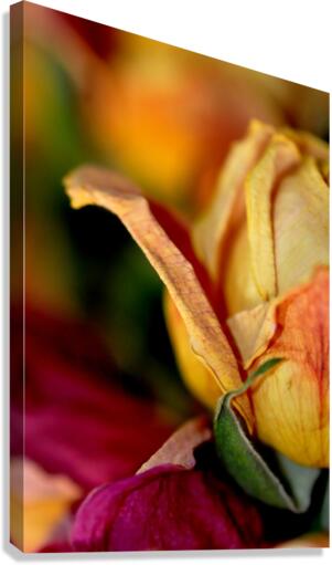 reve de roses Canvas Print