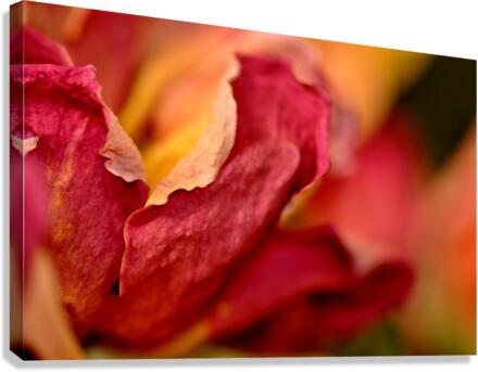 reve de roses Canvas Print