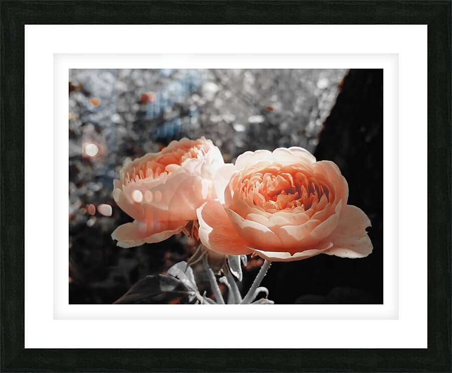 Douceur  Picture Frame print