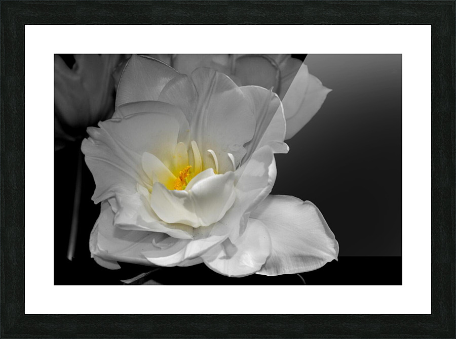 tulipe  Picture Frame print