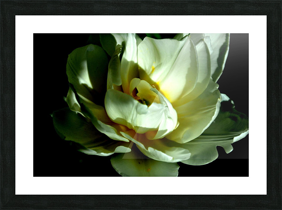 fleur blanche Picture Frame print