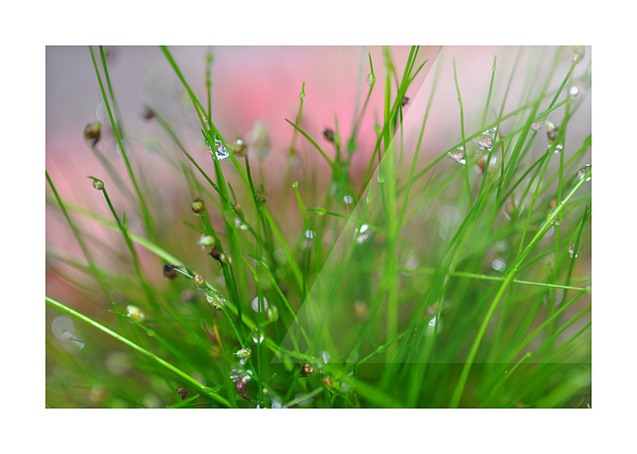 green Picture Frame print