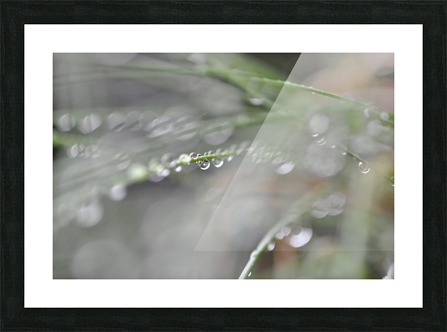 drops Picture Frame print