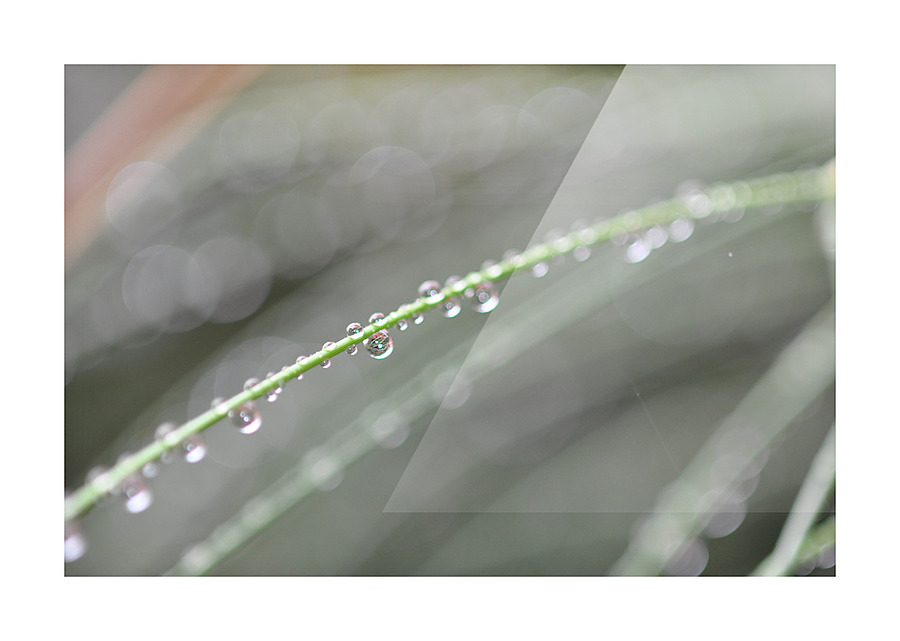 drops Picture Frame print