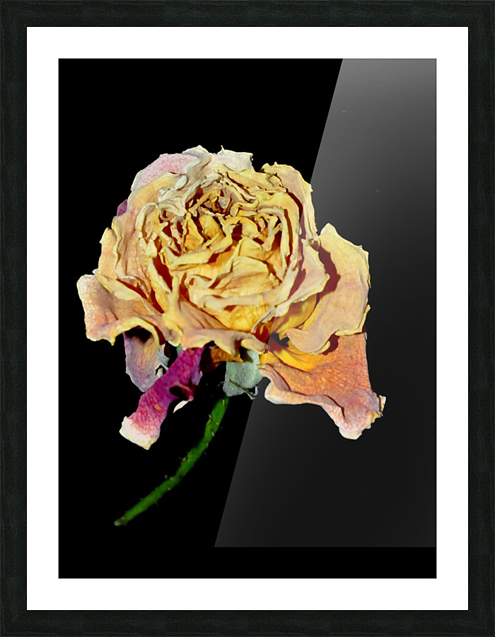 rose Picture Frame print