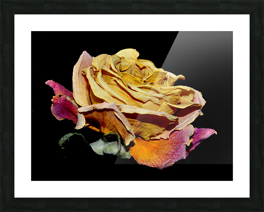 rose Picture Frame print