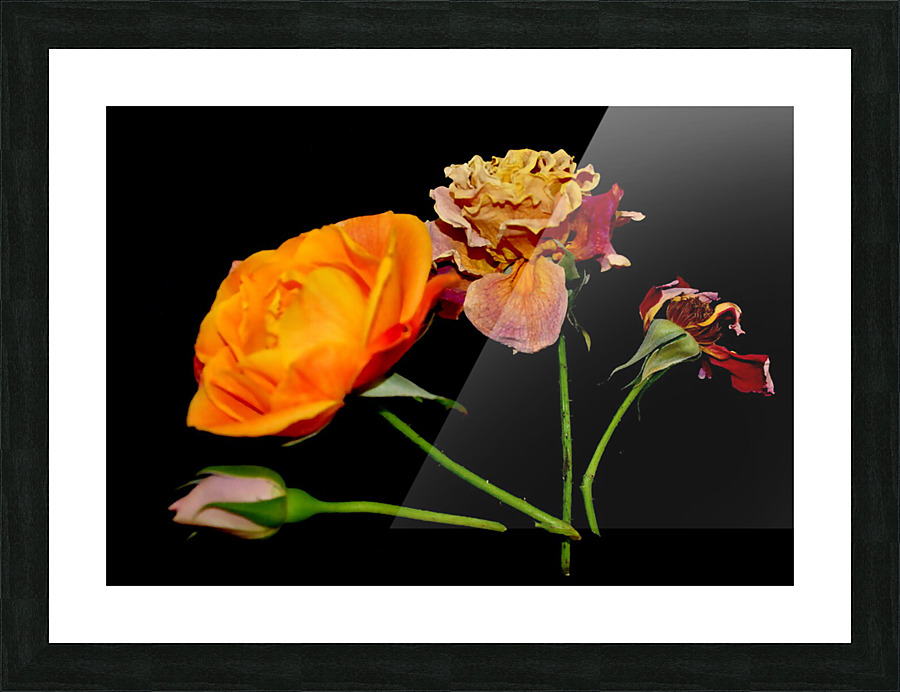 rose Picture Frame print