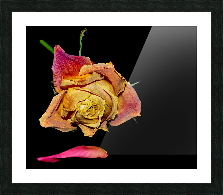 roses Picture Frame print
