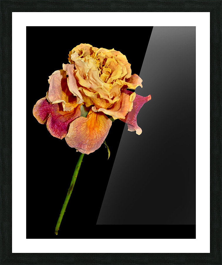 roses Picture Frame print