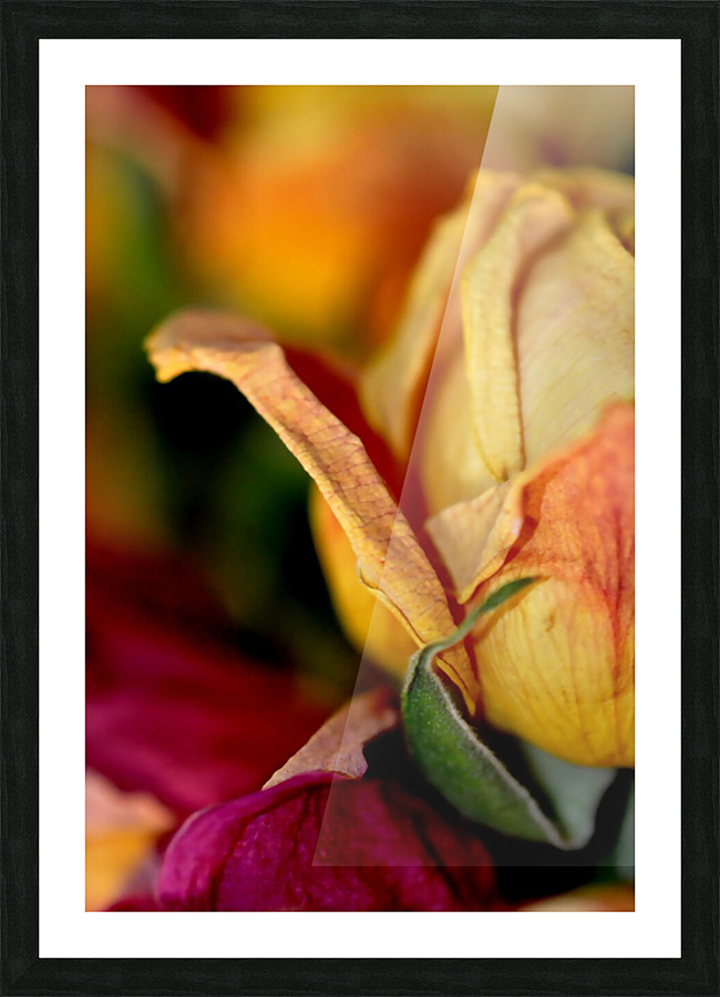 reve de roses Picture Frame print