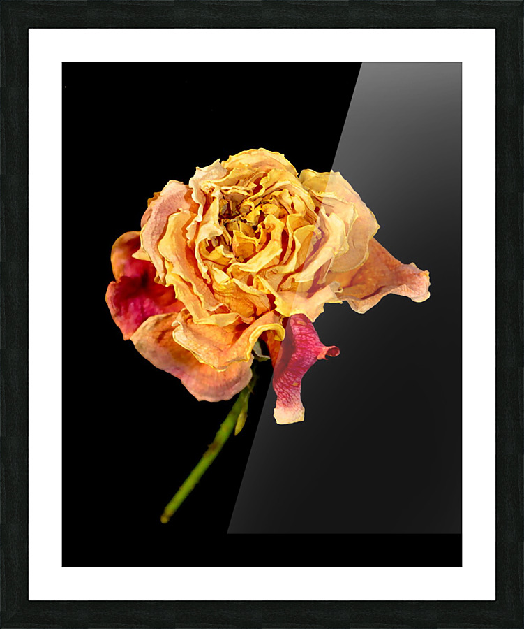 DSC 2207 e Picture Frame print