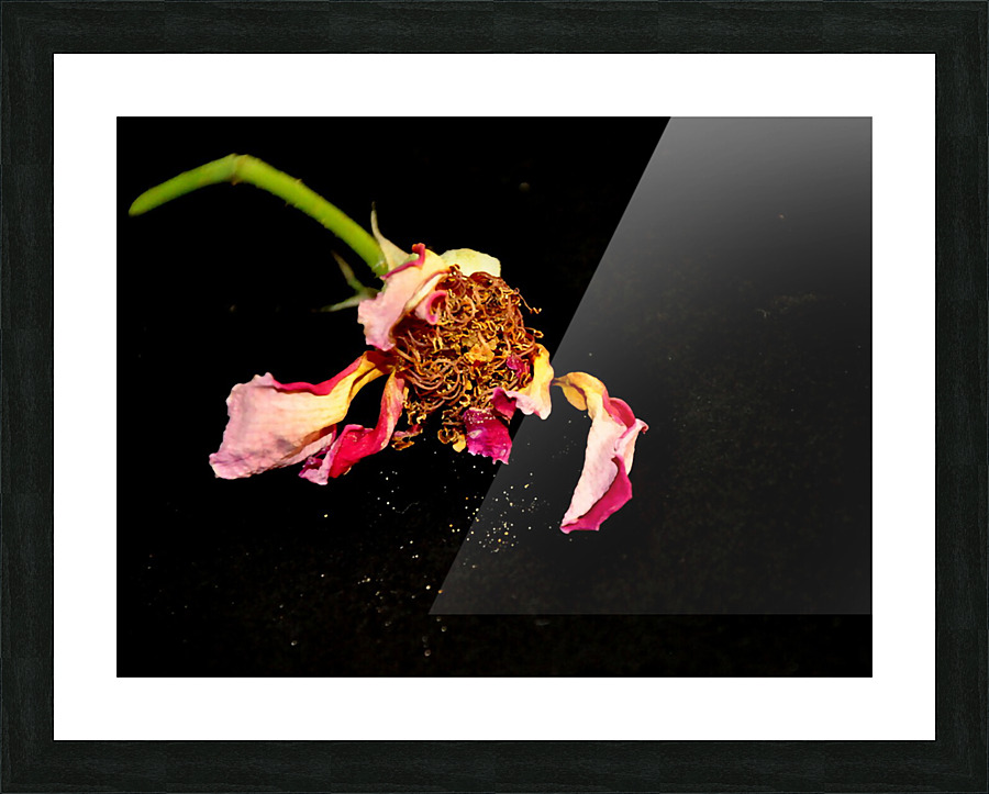 rose Picture Frame print