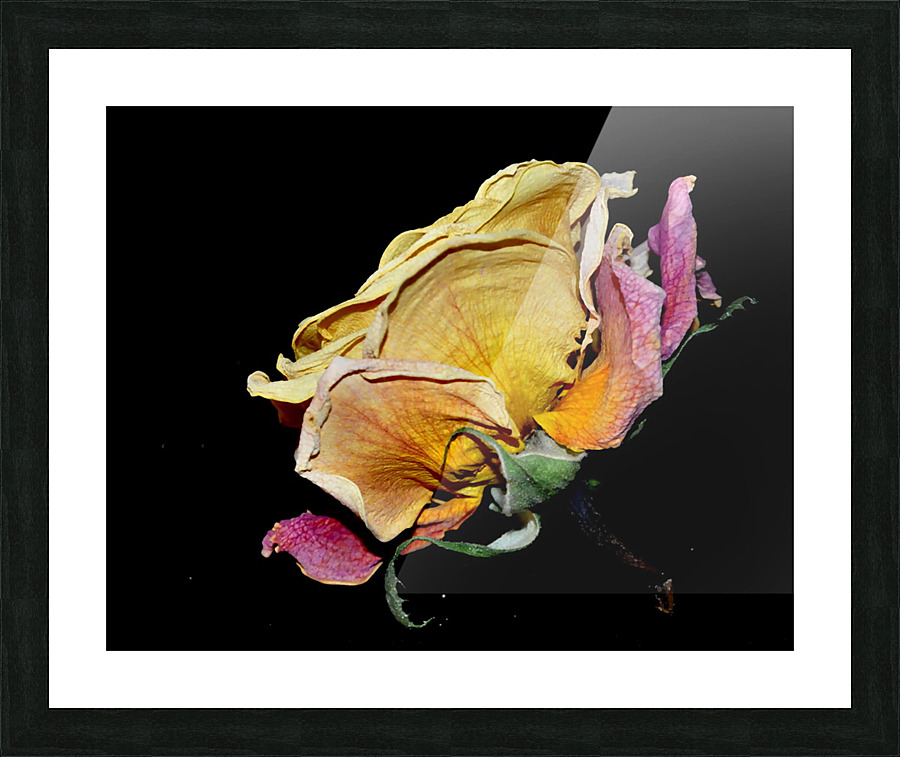 rose Picture Frame print
